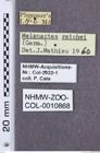 Etikette zu Melanactes reichei (NHMW-ZOO-COL-0010868)